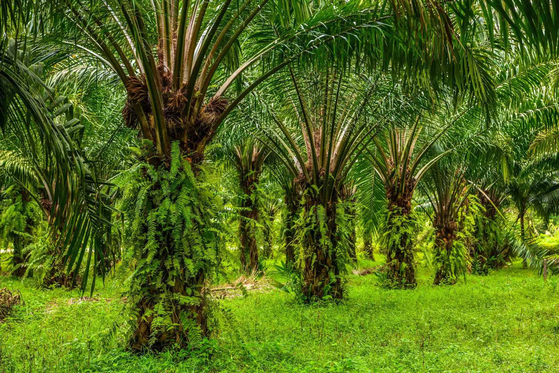 Kebun Sawit